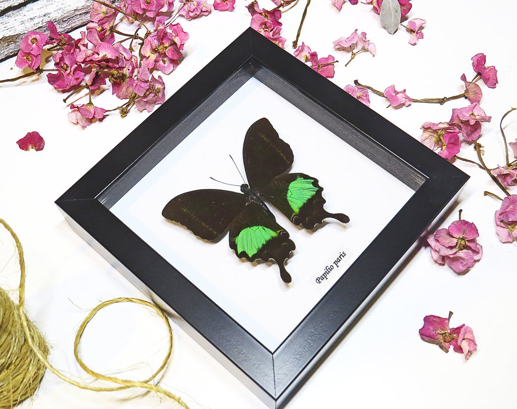 butterfly moth lepidoptera for sale Papilio paris Bits&Bugs 