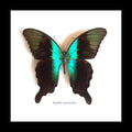 home decor design taxidermy butterfly for sale Papilio peranthus adamantius Bits & Bugs