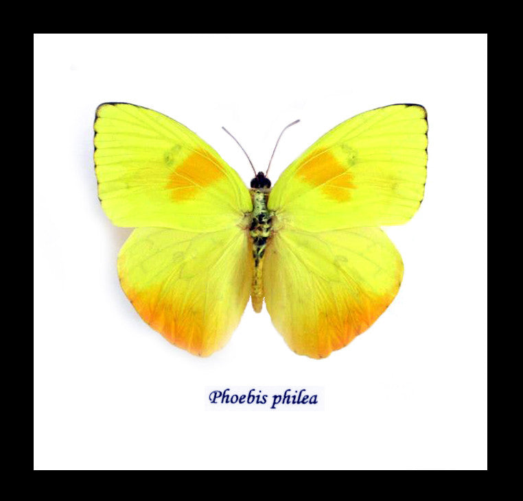 Butterfly Phoebis philea Bits&Bugs 