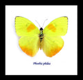 Butterfly Phoebis philea Bits&Bugs 