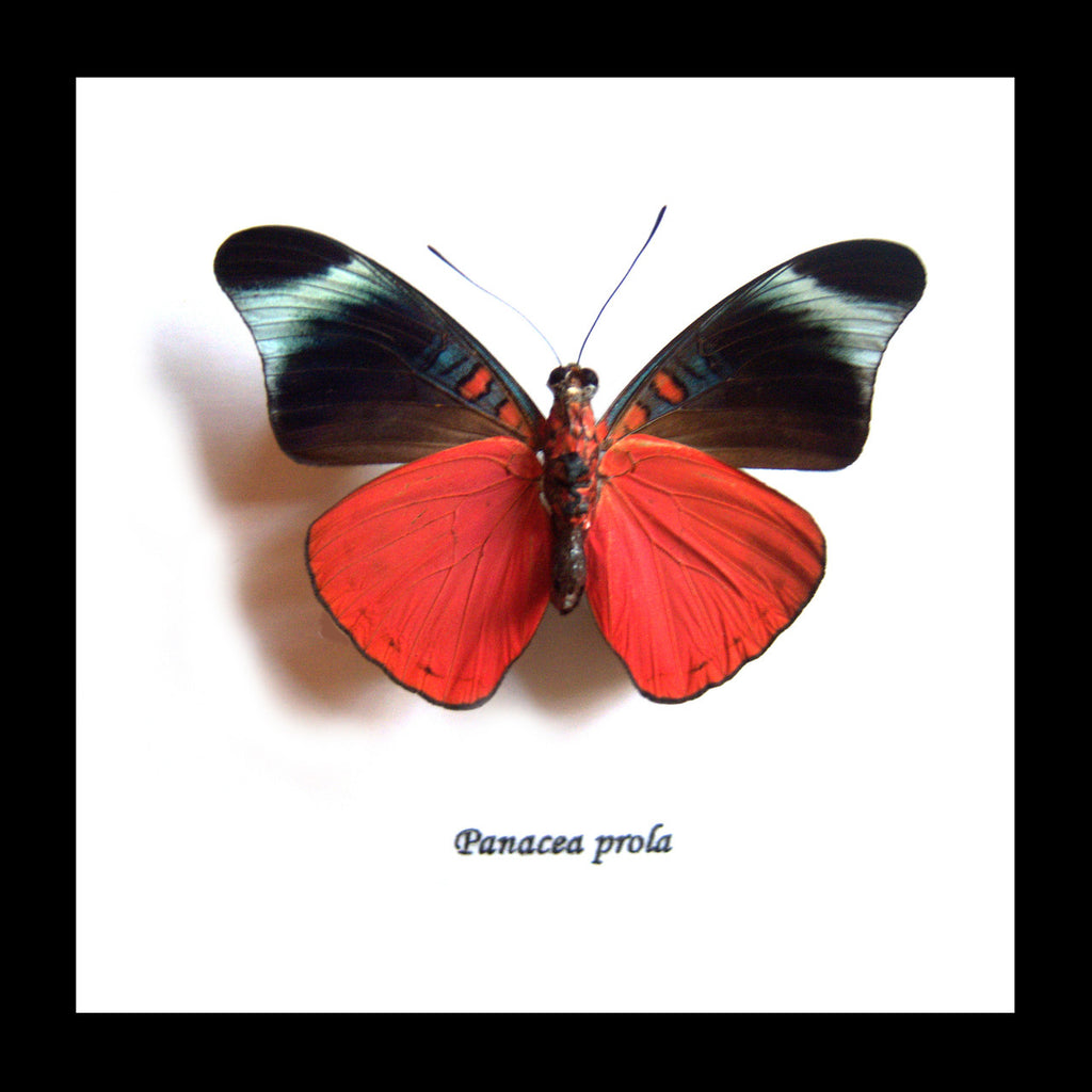 butterfly for sale in frame Australia Panacea prola Bits and Bugs