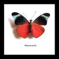 butterfly for sale in frame Australia Panacea prola Bits and Bugs