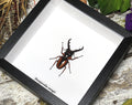 Prosopocoilus savagei closed