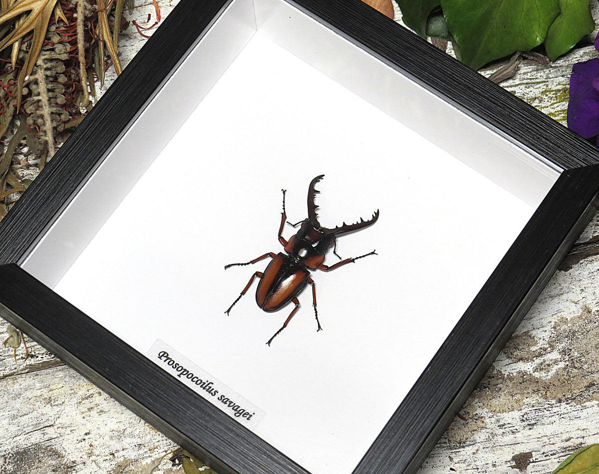 Prosopocoilus savagei closed