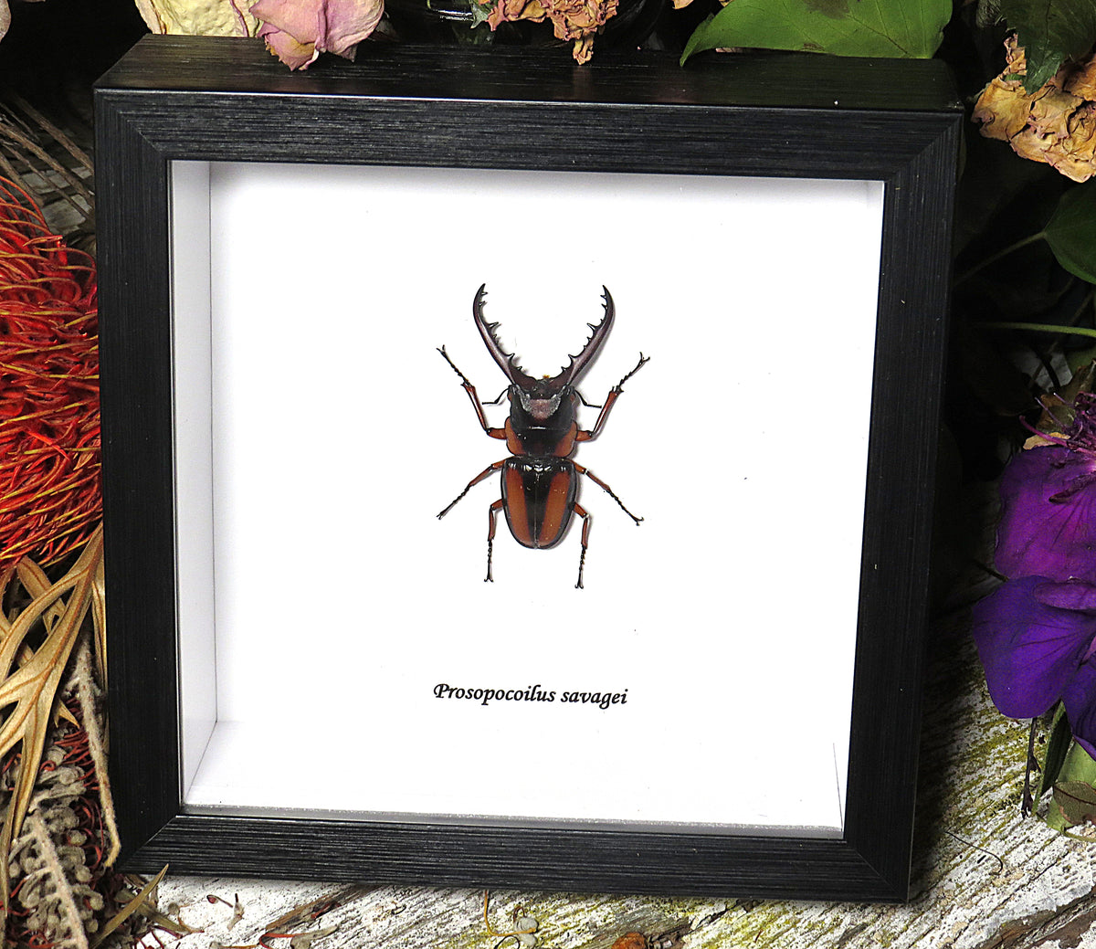 Prosopocoilus savagei closed