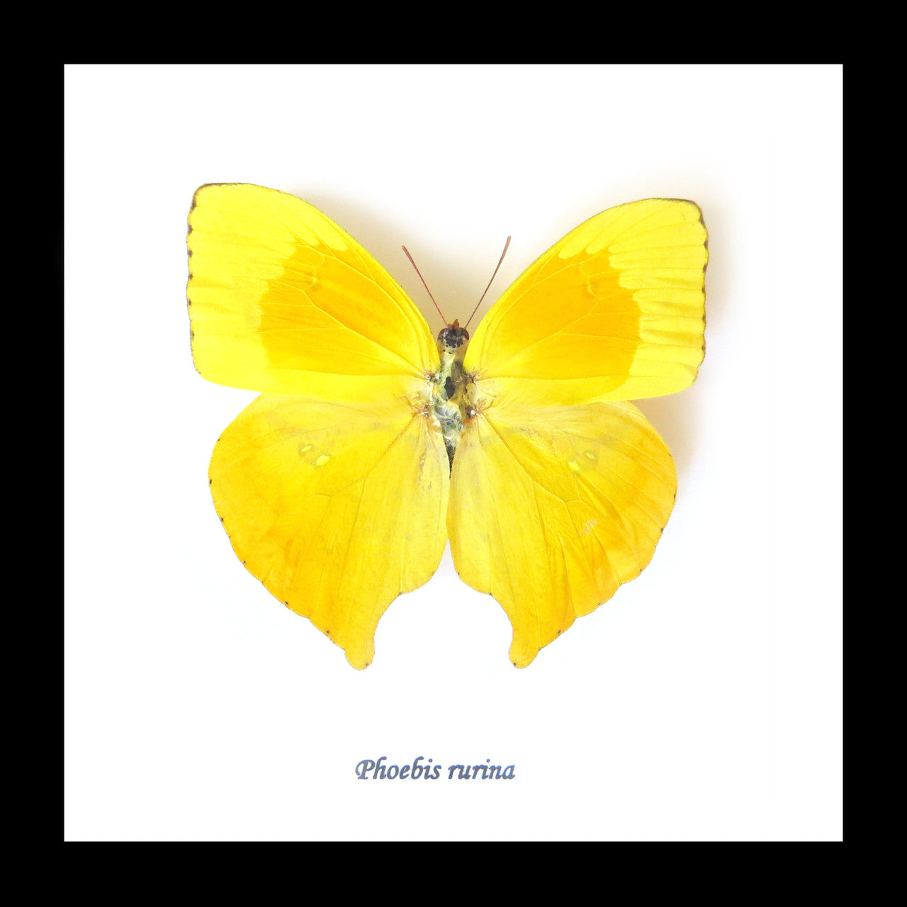 butterfly for sale in frame Australia Phoebis rurina Bits and Bugs