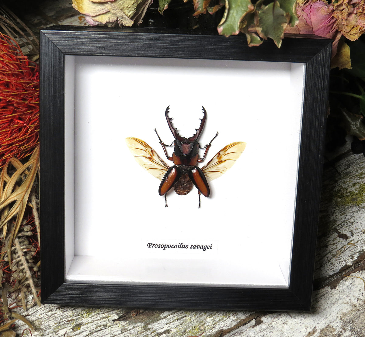 Prosopocoilus savagei