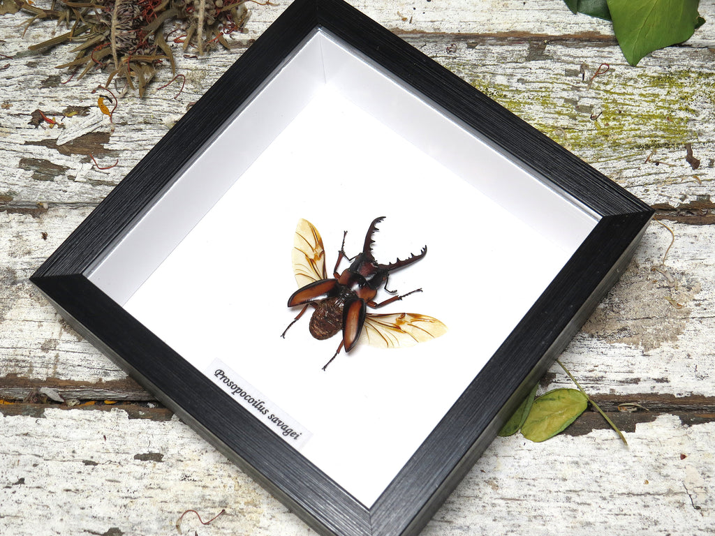 Prosopocoilus savagei