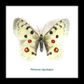 Framed butterflies Parnassius tkatshukovi Bits & Bugs 