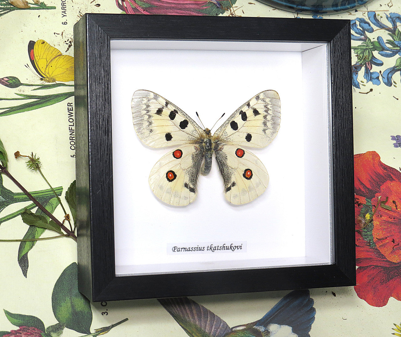 Parnassius tkatshukovi 