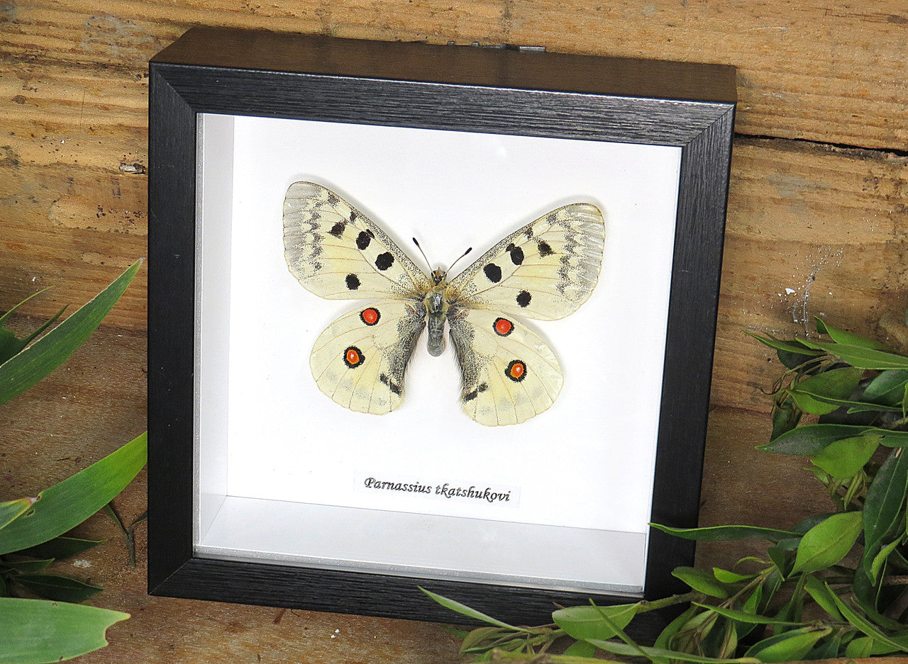 Parnassius tkatshukovi 