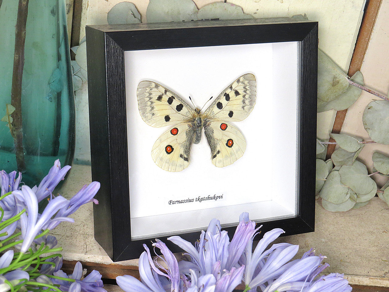 Parnassius tkatshukovi 
