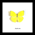 Framed butterflies Phoebis trite Bits&Bugs