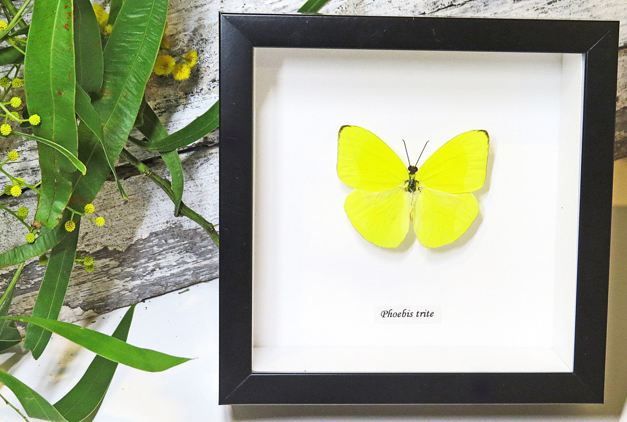 Framed butterflies Phoebis trite Bits&Bugs
