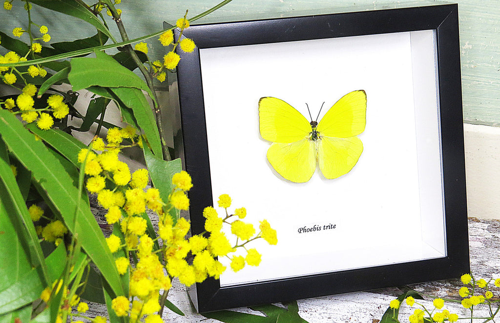 Framed butterflies Phoebis trite Bits&Bugs