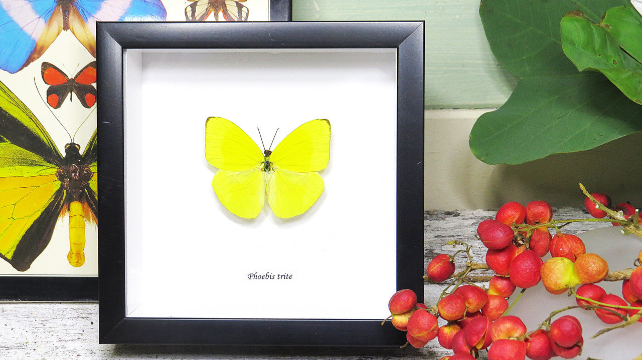 Framed butterflies Phoebis trite Bits&Bugs