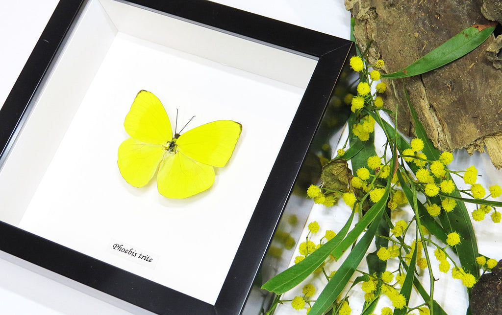 Framed butterflies Phoebis trite Bits&Bugs