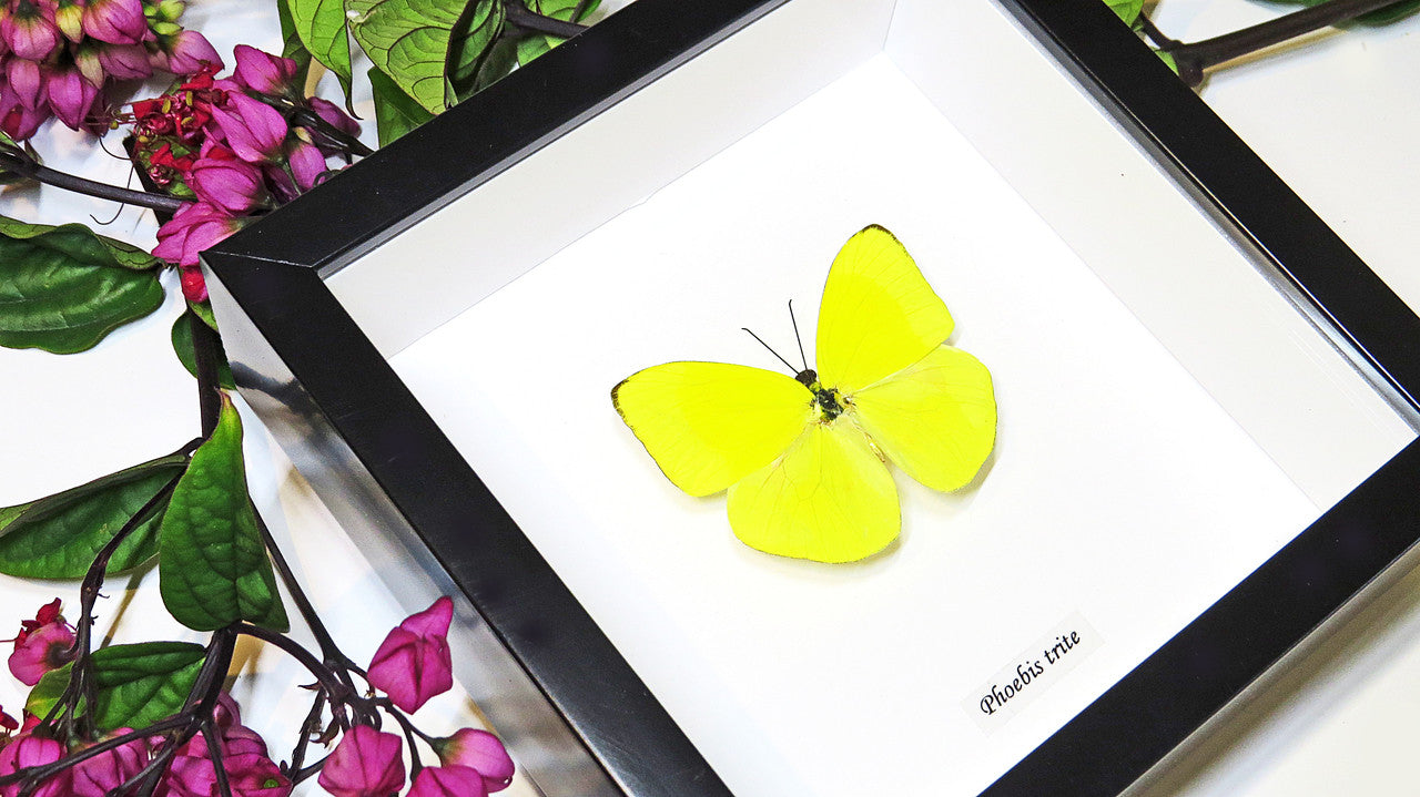 Framed butterflies Phoebis trite Bits&Bugs