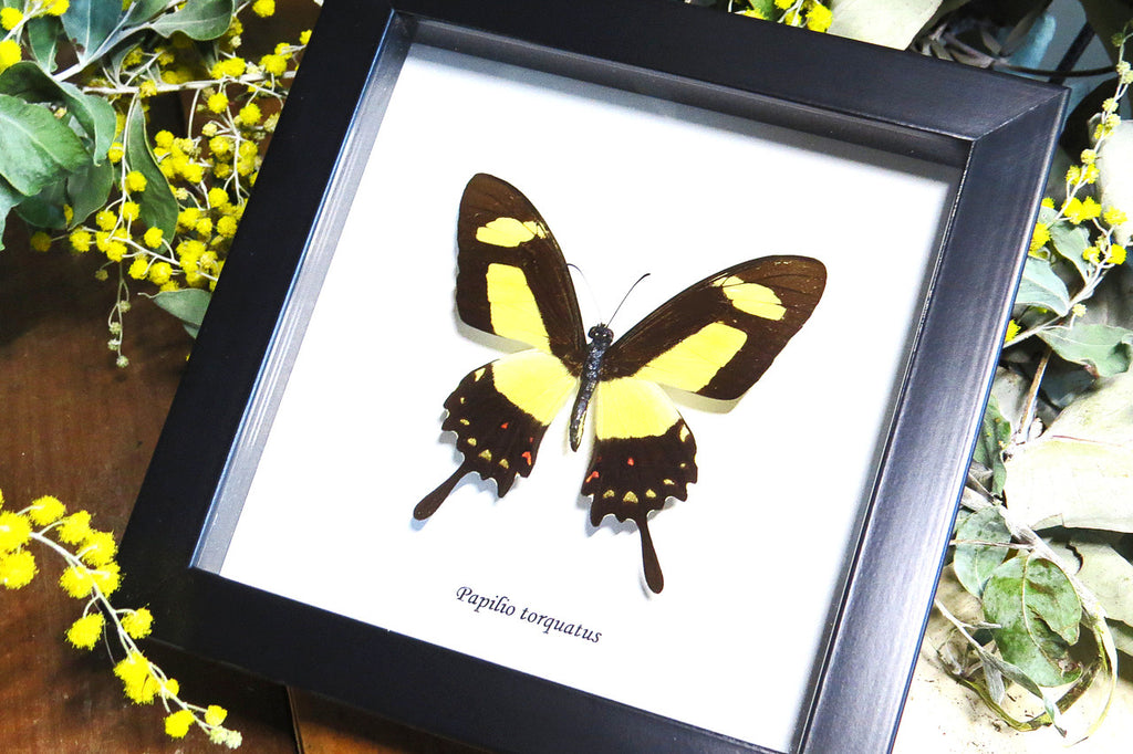  Framed butterfly  Bits&Bugs  Anaea nessus