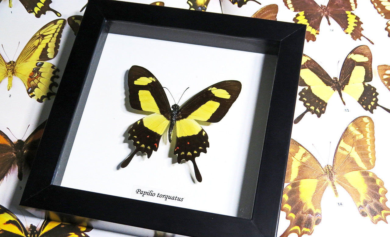 Papilio torquatus