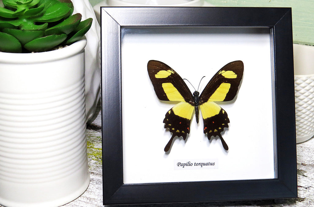  Framed butterfly  Bits&Bugs  Anaea nessus