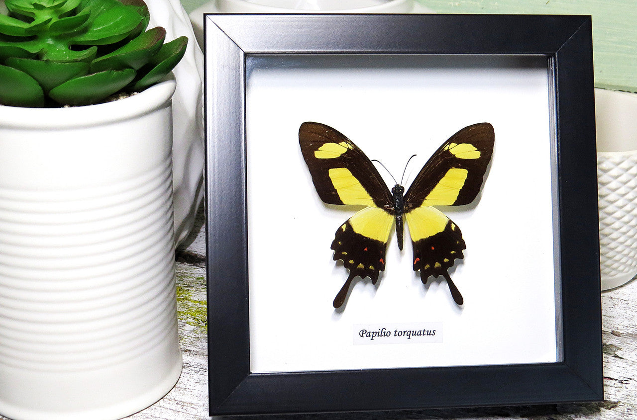  Framed butterfly  Bits&Bugs  Anaea nessus