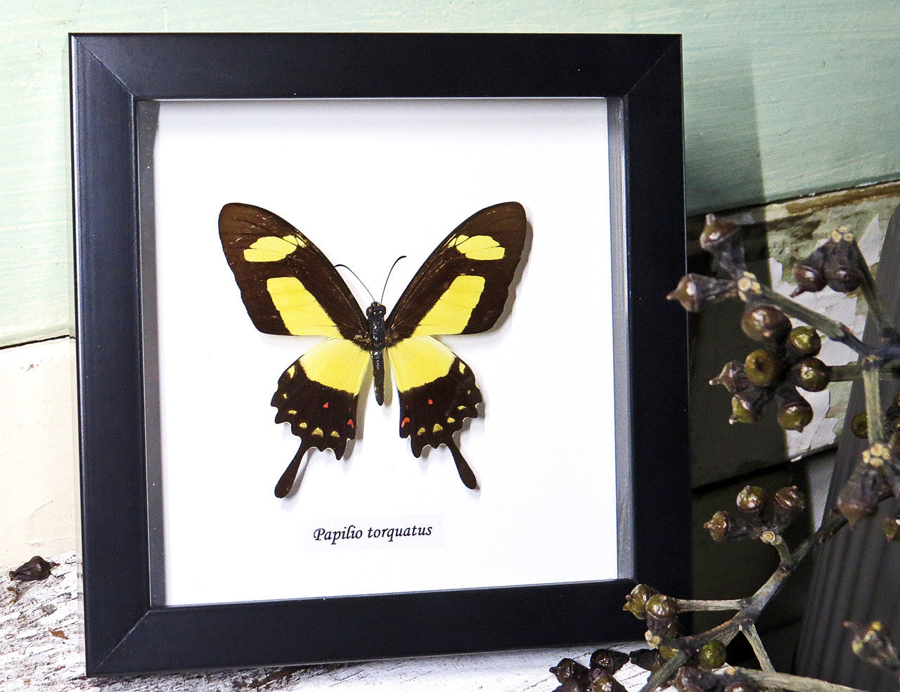  Framed butterfly  Bits&Bugs  Anaea nessus