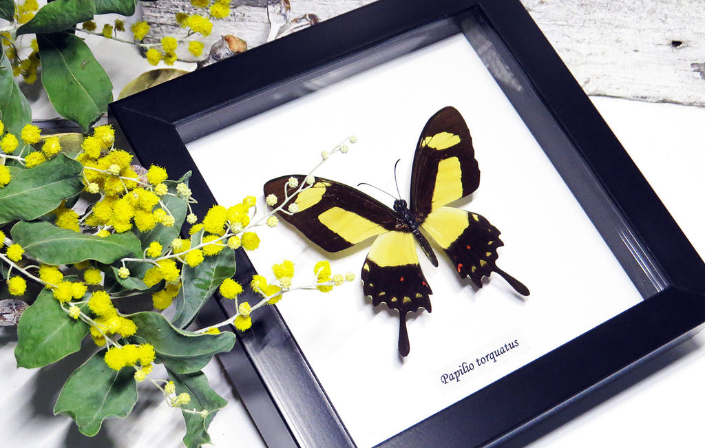  Framed butterfly  Bits&Bugs  Anaea nessus