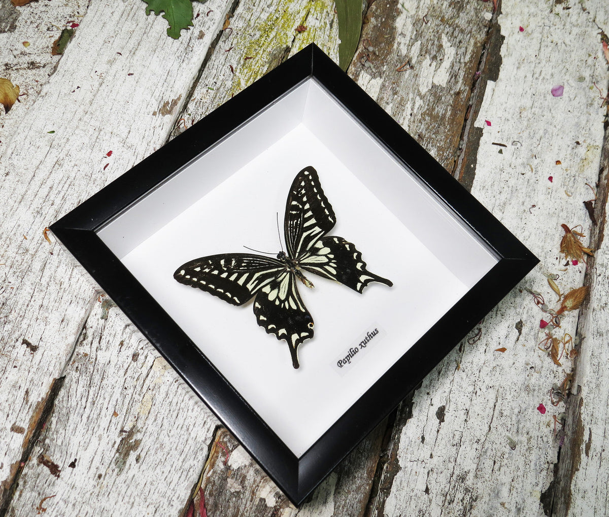Papilio xuthus