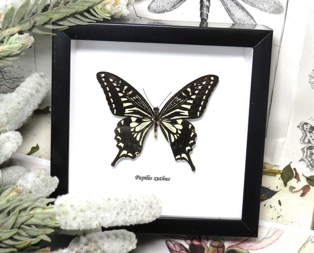 Papilio xuthus
