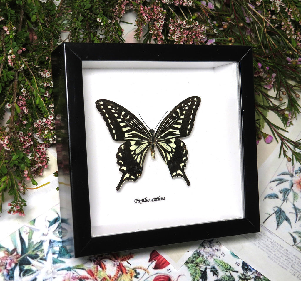 Papilio xuthus