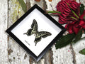 Papilio xuthus