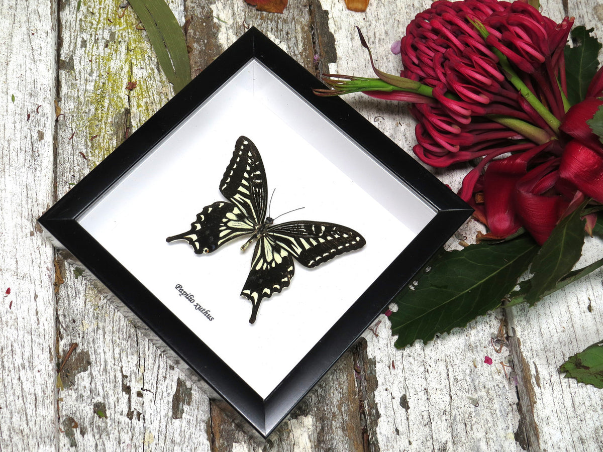 Papilio xuthus
