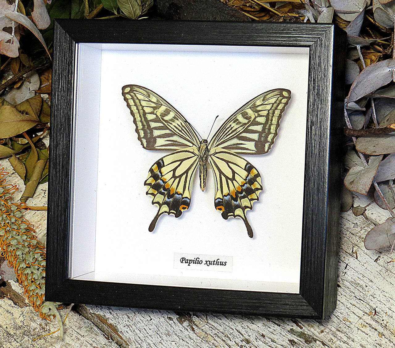Papilio xuthus