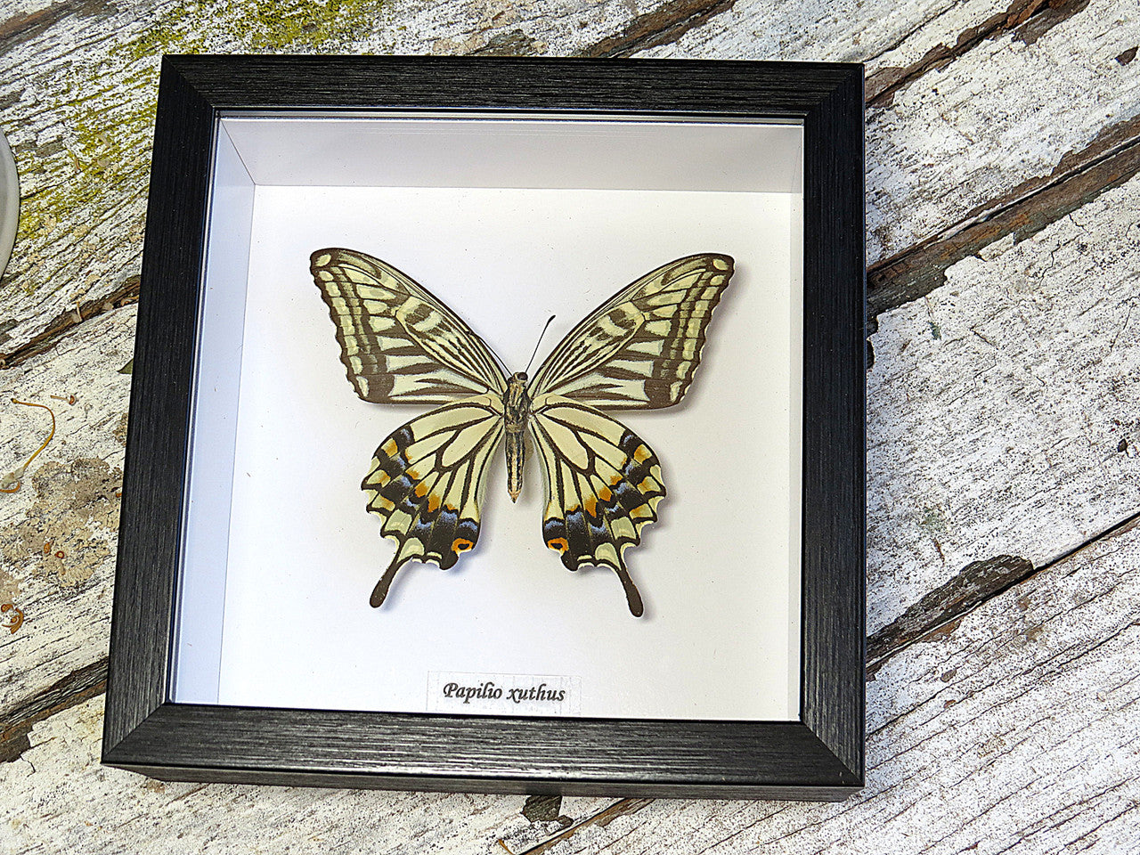 Papilio xuthus