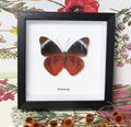 Panacea sp.