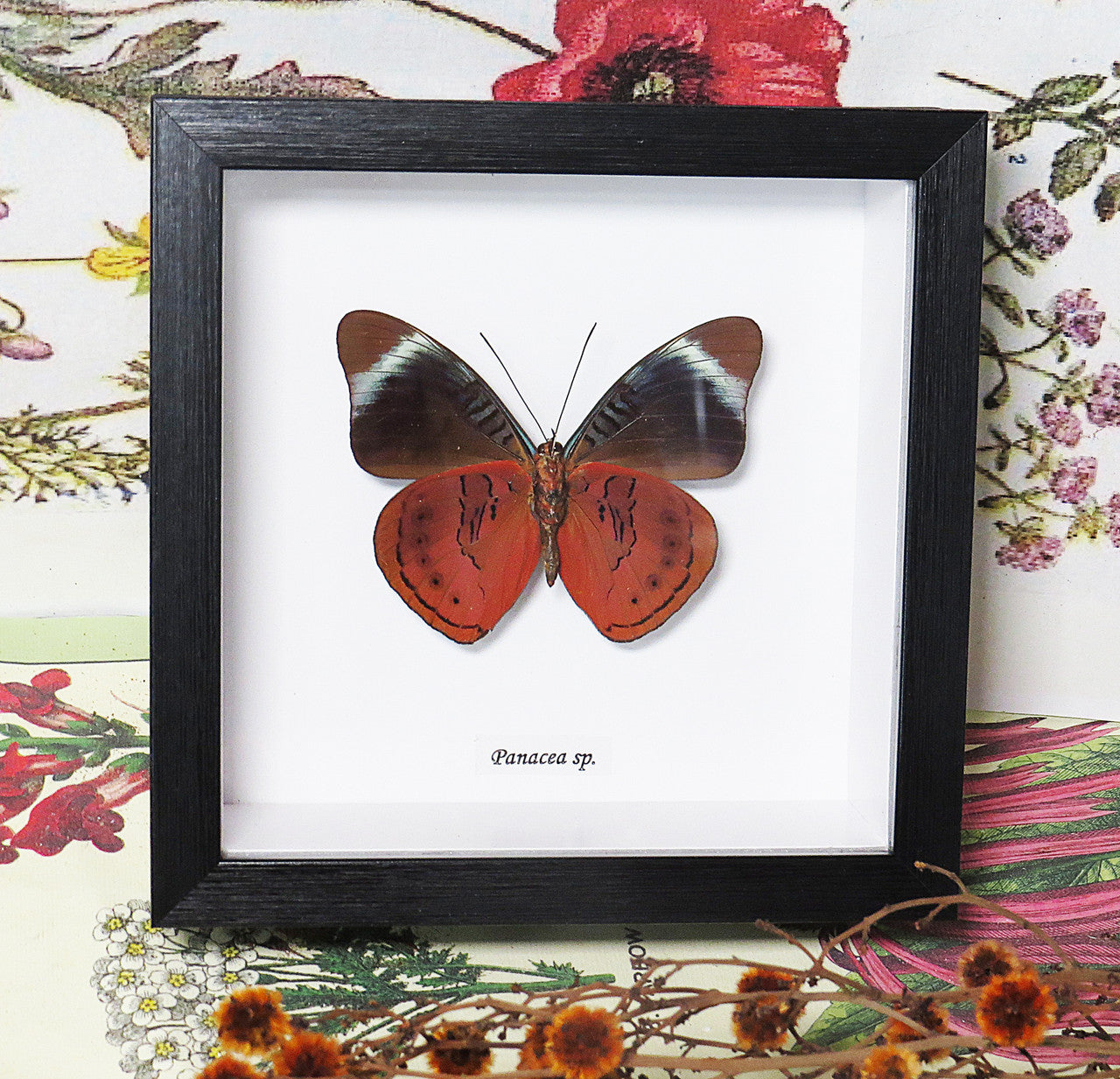 Panacea sp.