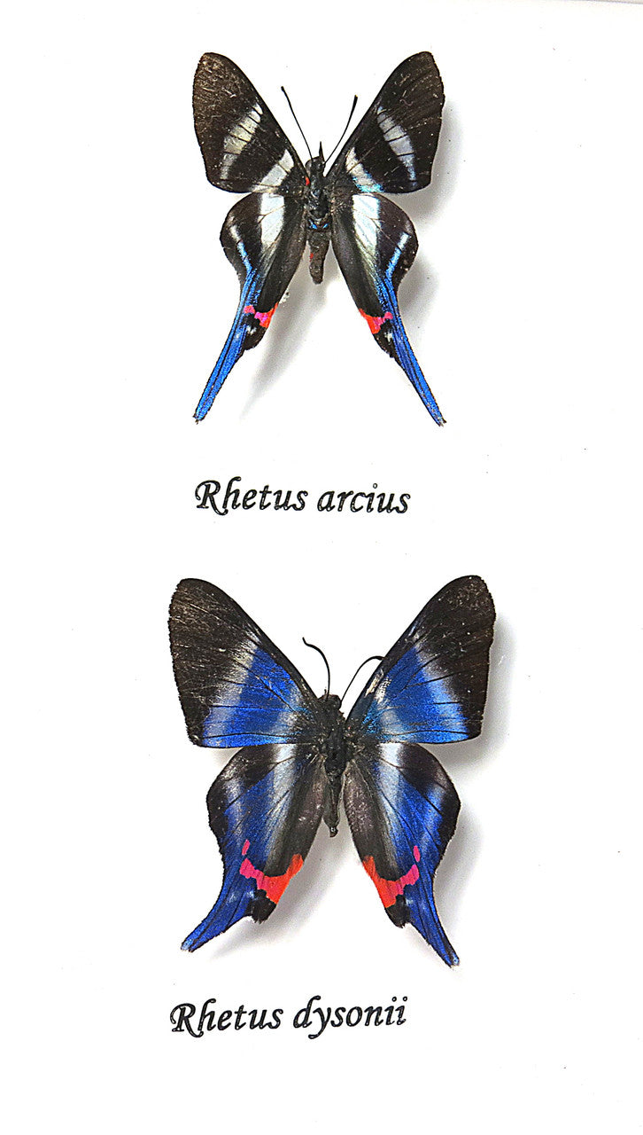  Rhetus dysonii + rhetus arcius