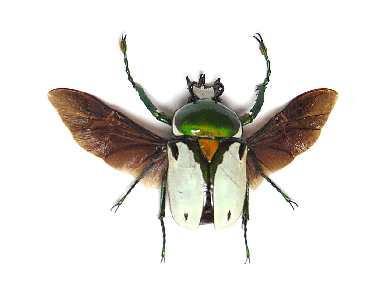 Ranzania bertolonii 