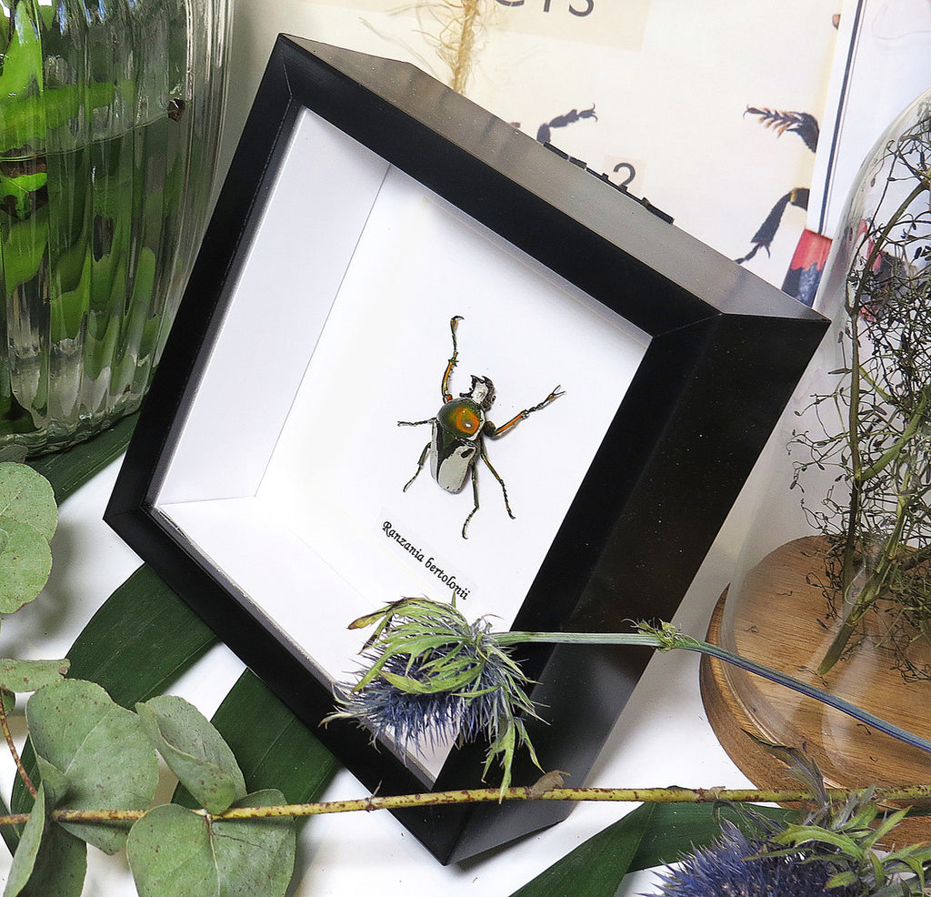 Ranzania bertolonii 