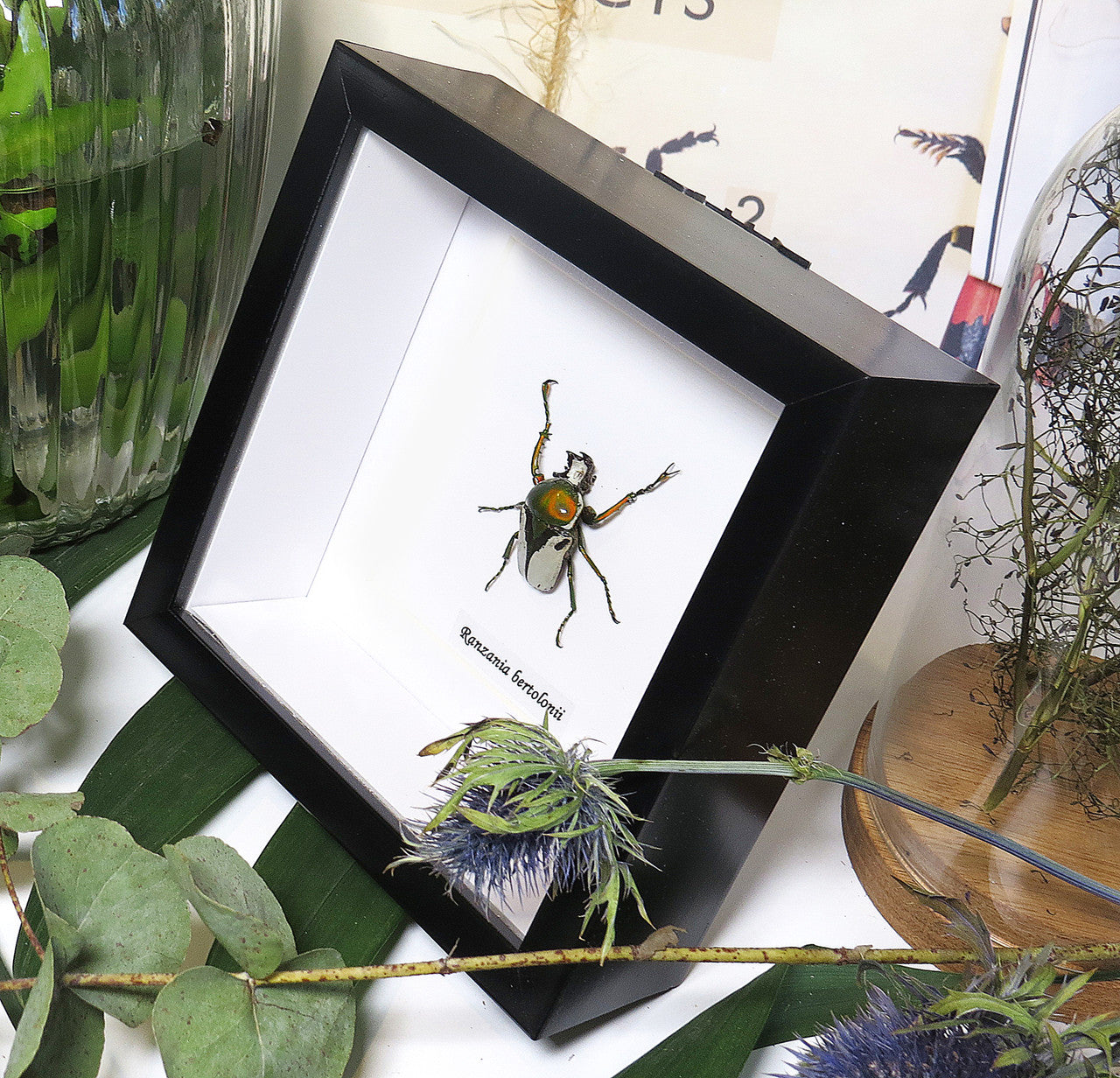 Ranzania bertolonii 