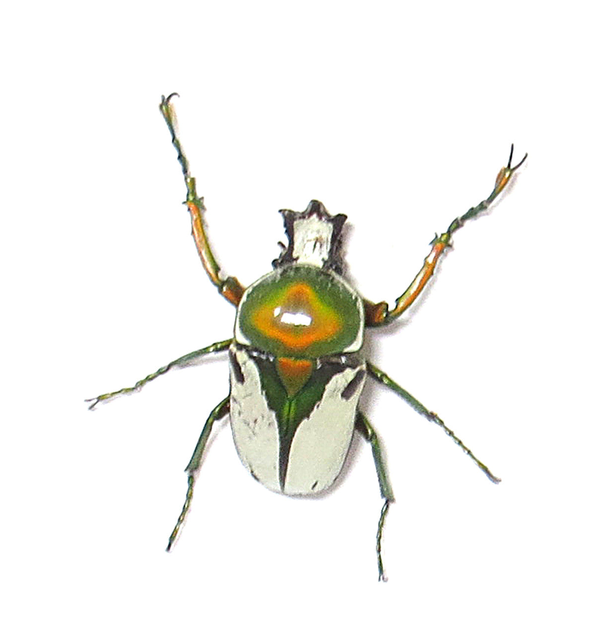 Ranzania bertolonii 