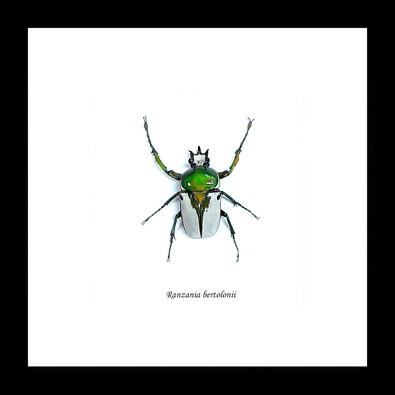 Ranzania bertolonii 