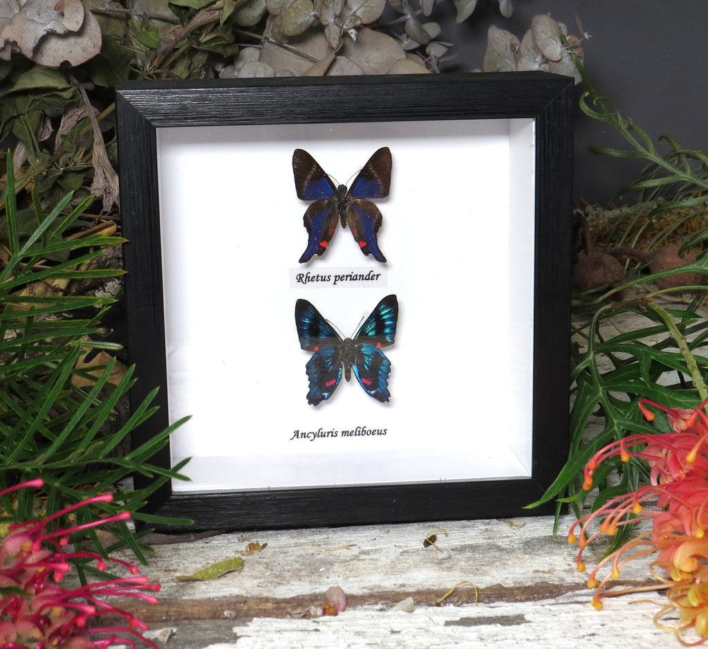 Rhetus periander + Ancyluris meliboeus