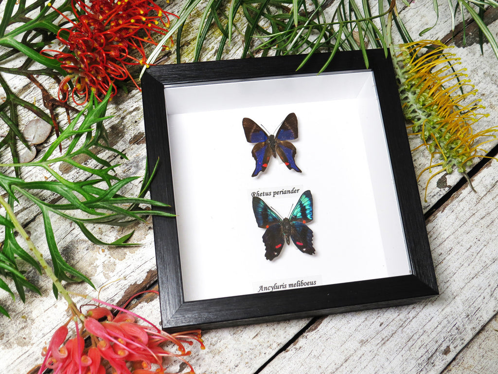 Rhetus periander + Ancyluris meliboeus