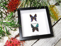 Rhetus periander + Ancyluris meliboeus
