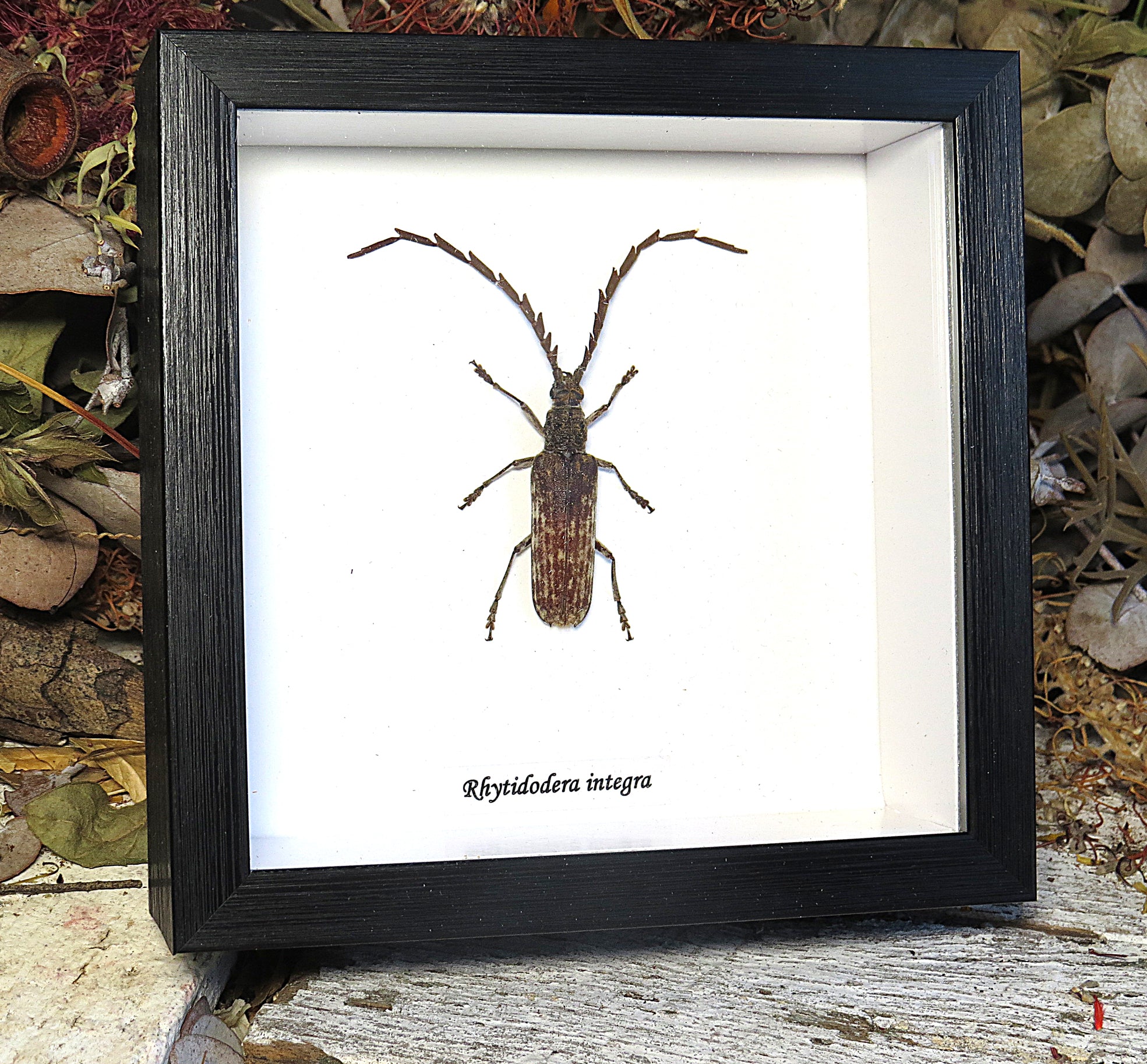 Rhytidodera integra