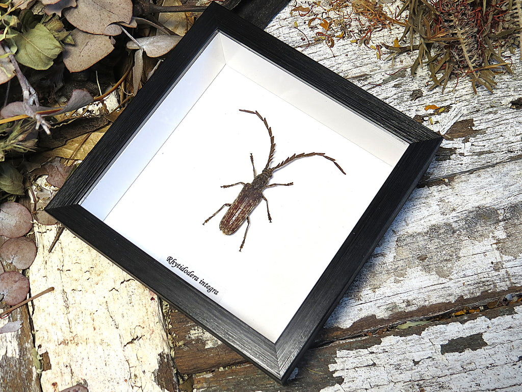 Rhytidodera integra