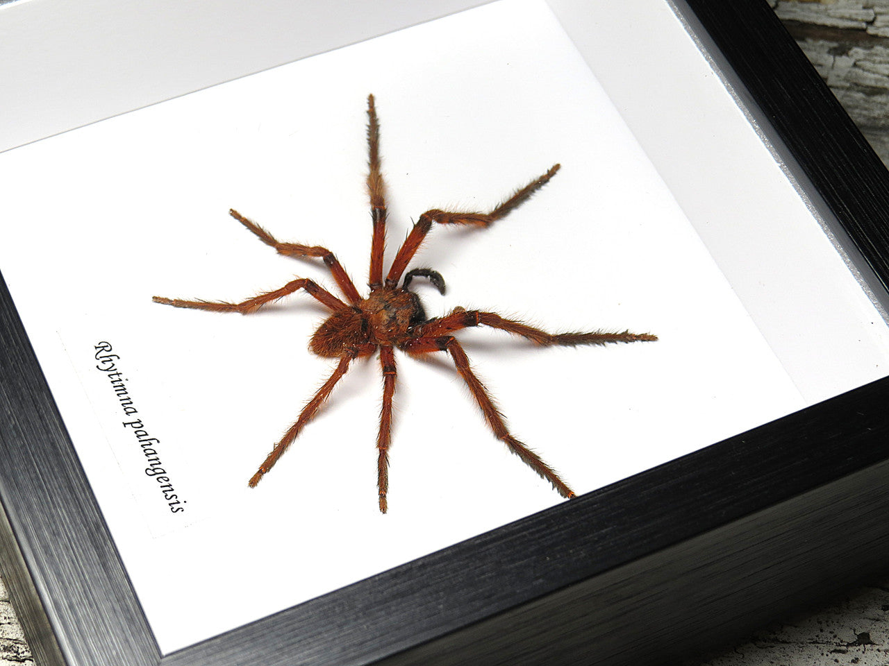 Rhytimna pahangensis