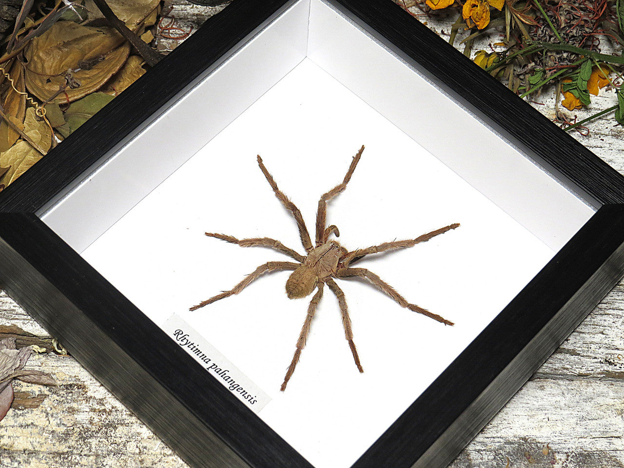 Rhytimna pahangensis
